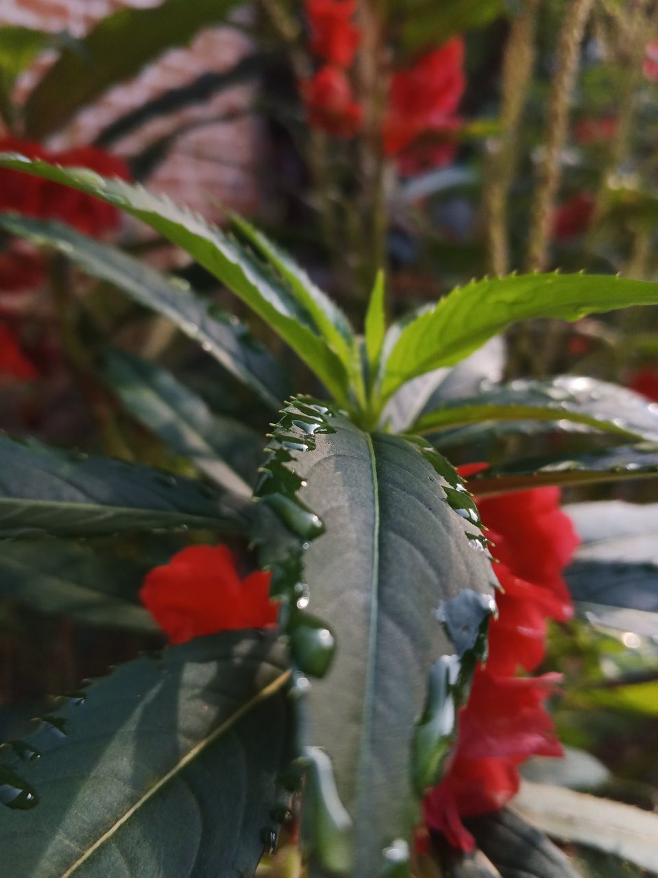 plant, leaf, plant part, growth, red, flower, nature, green, close-up, no people, food and drink, food, beauty in nature, day, flowering plant, outdoors, freshness, tree, produce, fruit, water, agriculture, healthy eating, shrub