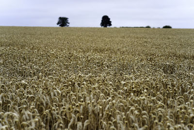 Scenic view of wheat field against sky