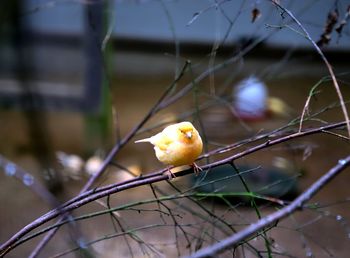 Close-up of bird on branch