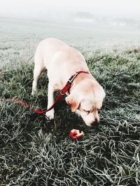 Dog on grass