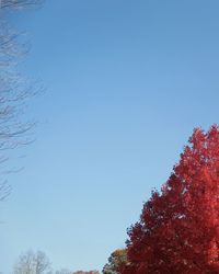 Low angle view of trees against clear sky