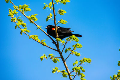 Low angle view of bird perching on plant against blue sky