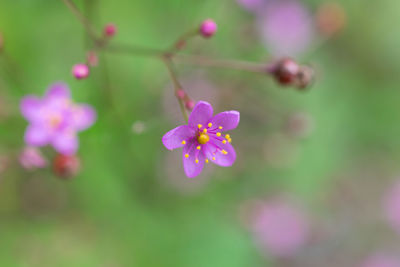 Close-up of pink flowers blooming outdoors