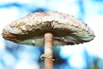 Close-up of mushroom growing outdoors