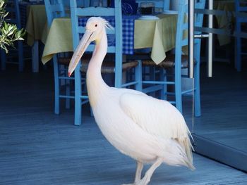 Side view of a pelican