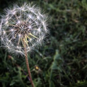 Close-up of dandelion flower