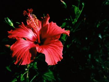 Close-up of red hibiscus blooming in garden