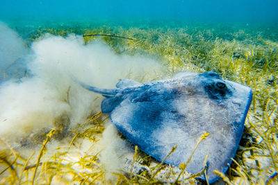 Stingray swimming in sea