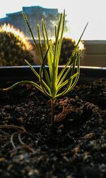 Close-up of plant growing on field