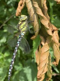 Close-up of insect on leaves