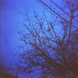 Low angle view of bare trees against blue sky