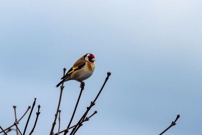 Low angle view of bird perching on branch against clear sky