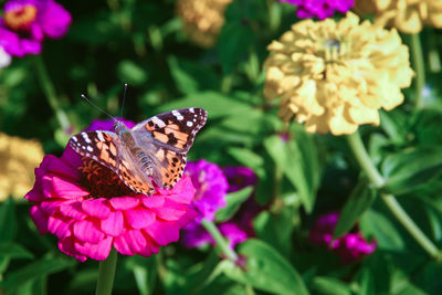 Painted lady butterfly - vanessa cardui sitting on zinnia flower
