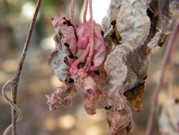 Close-up of leaves