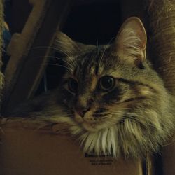 Close-up of cat at night