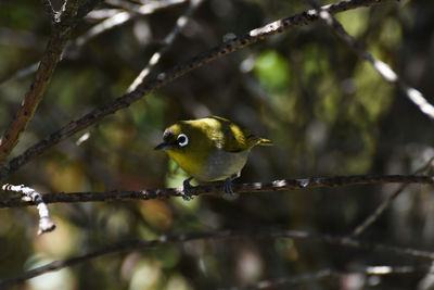 Close-up of bird perching on branch