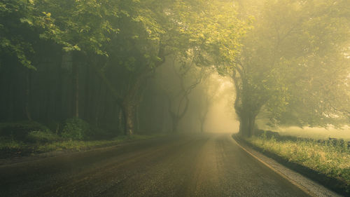 Road amidst trees during foggy weather