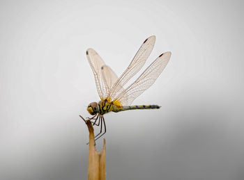 Close-up of insect perching on leaf