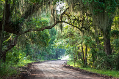 Dirt road on daufuskie island