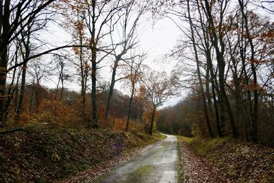 Road amidst trees in forest during autumn