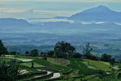 Scenic view of agricultural field against sky