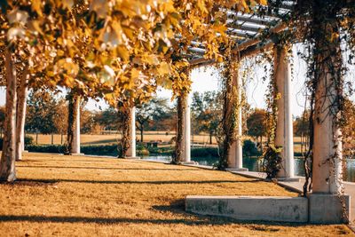 Trees in park against sky