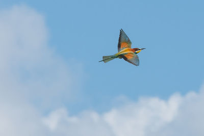 Low angle view of a bird flying