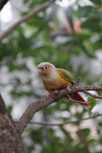 Close-up of bird perching on branch