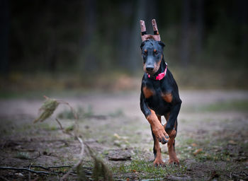 Portrait of dog running on field