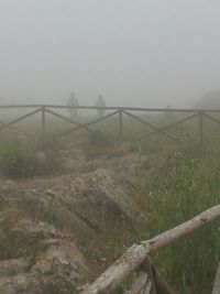 Trees in foggy weather