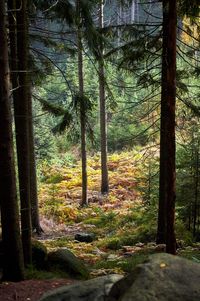 Trees in forest