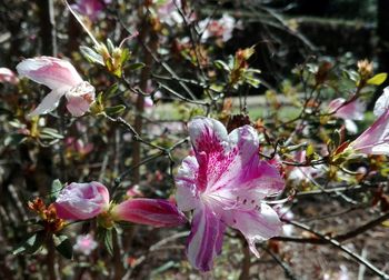 Close-up of pink flower tree