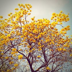 Low angle view of yellow flowers