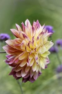 Close-up of pink flower