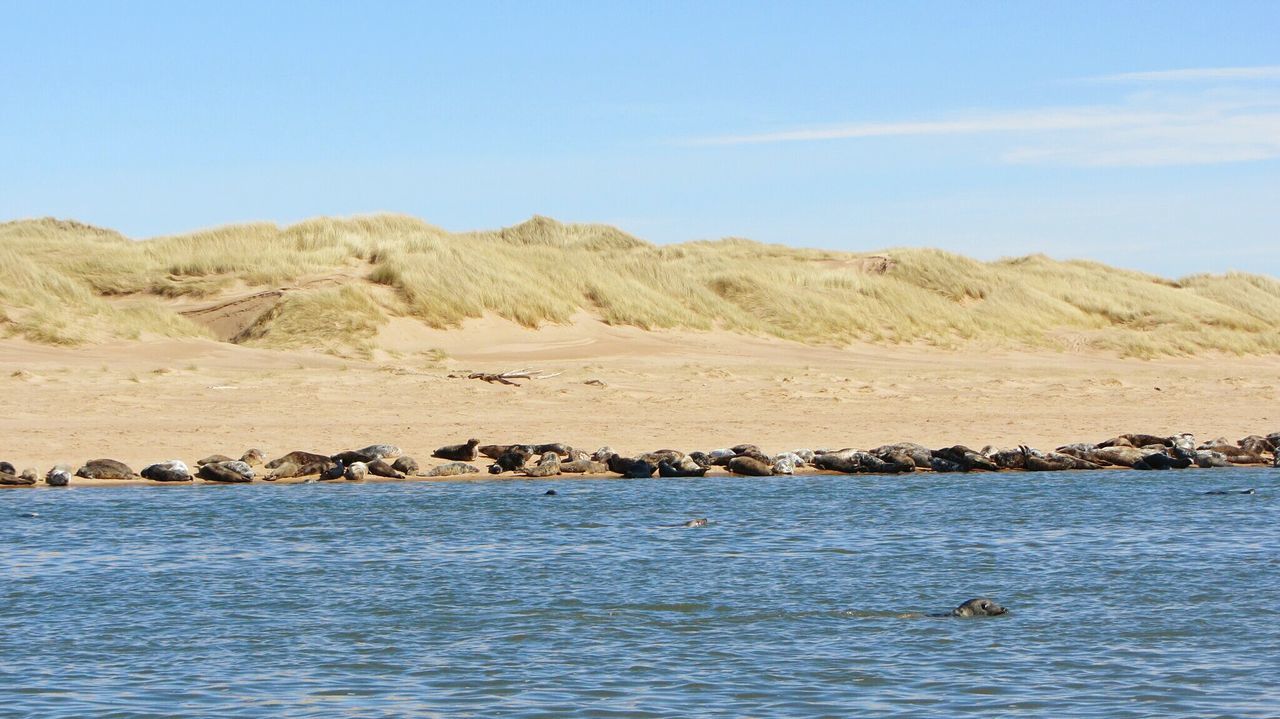 Sealwatching