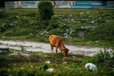 Sad and unhealthy cow grazing near the landfill.