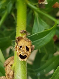 Close-up of insect on plant