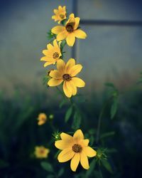 Close-up of yellow flowering plant