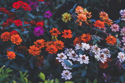 High angle view of flowering plants