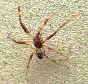Close-up of insect on wall