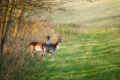 Deer standing on field