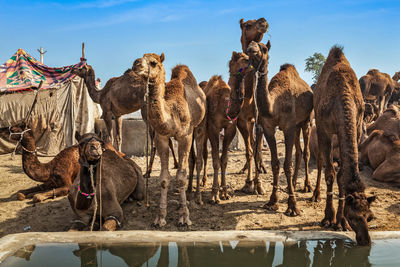 Camels on field against sky