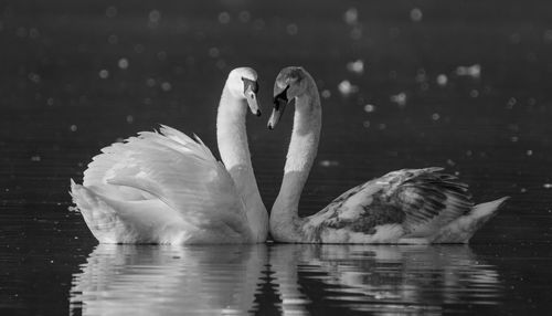 Close-up of swans swimming in water