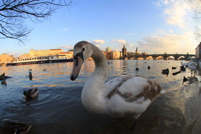 Swans swimming in lake against sky