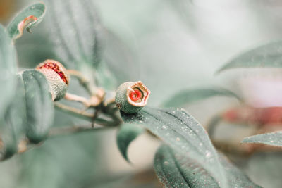 Close-up of a flower