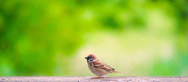 Close-up of sparrow perching on leaf