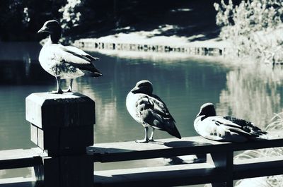 Seagull perching on wooden post in lake