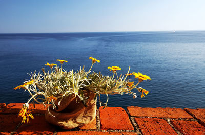 Flowers in sack on retaining wall against sea