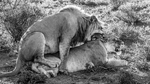 Lions mating