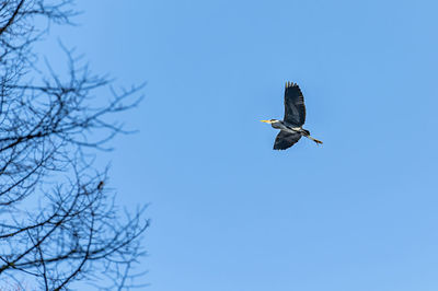 Low angle view of bird flying against clear blue sky